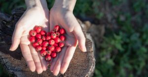 sprzymierzeniec serca