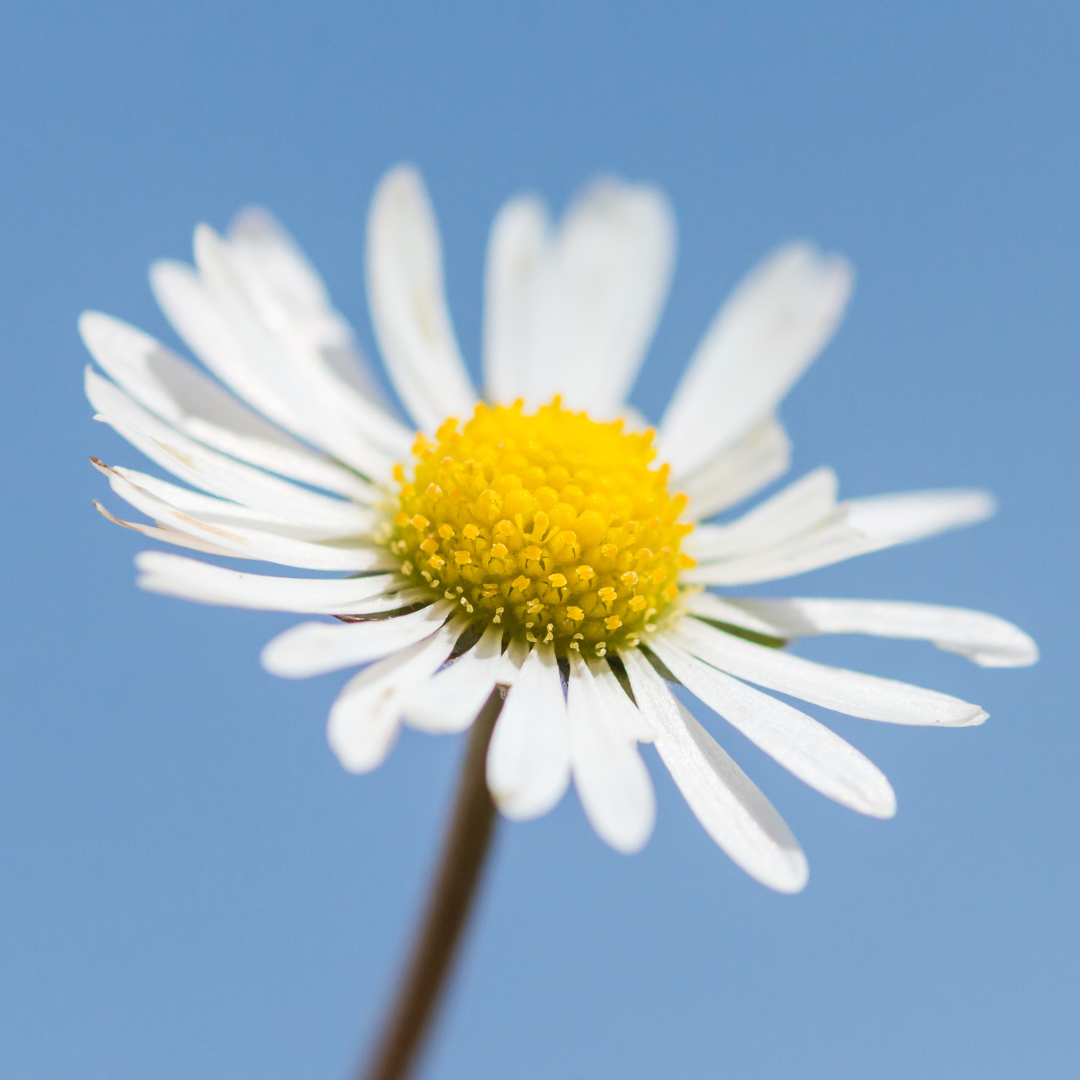 dzikie rośliny jadalne