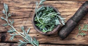 Ziele piołunu zastosowania