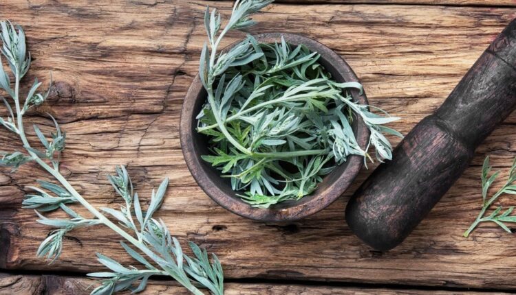 Ziele piołunu zastosowania