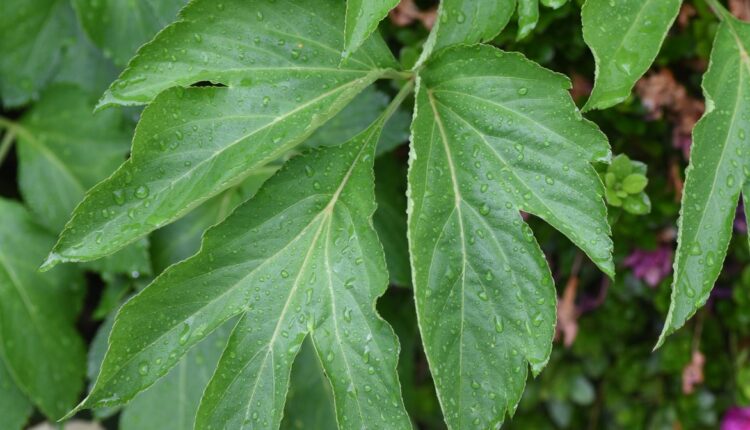 Ashitaba może zapobiec zbyt szybkiemu procesu starzenia się