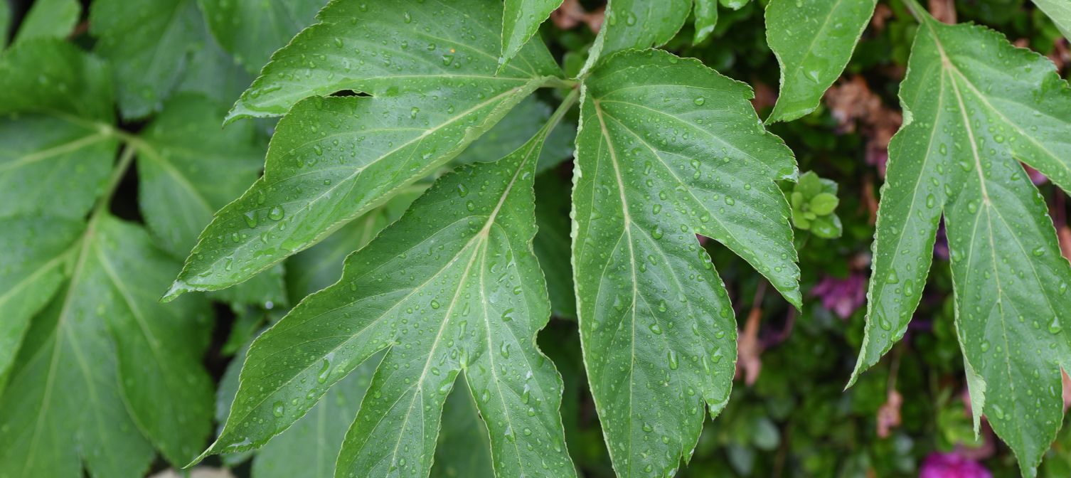 Ashitaba może zapobiec zbyt szybkiemu procesu starzenia się