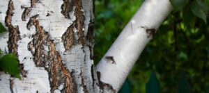 Betulina a kora brzozy