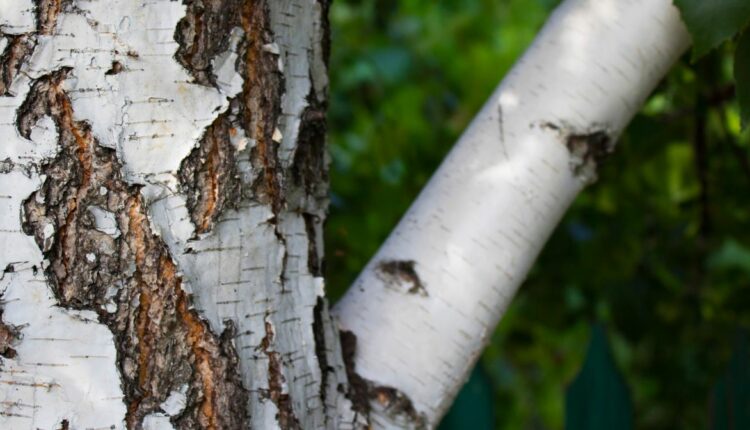 Betulina a kora brzozy