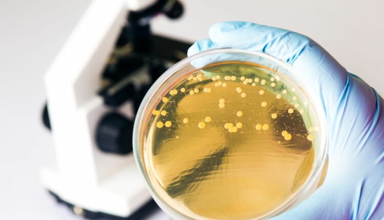 Wpływ pory dnia na mikrobiom