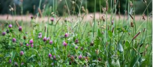 Przytulia na poprawę odporności