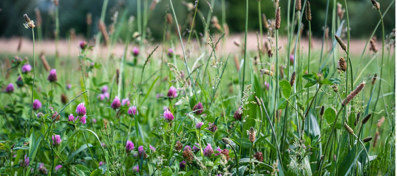 Przytulia na poprawę odporności