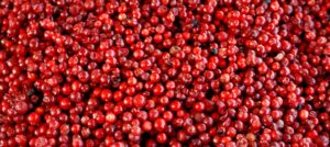 Borówka a wrzody żołądka