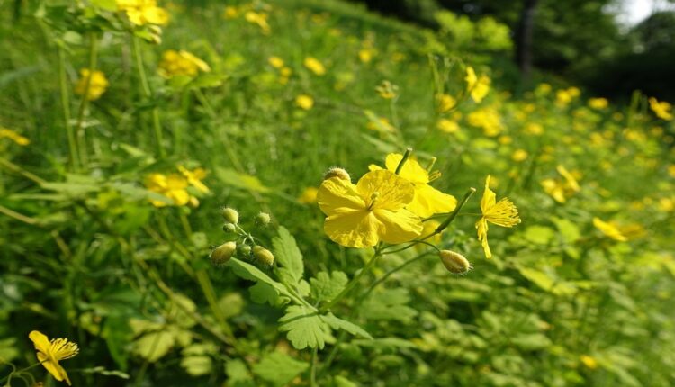 Glistnik jaskółcze ziele na zmiany skórne