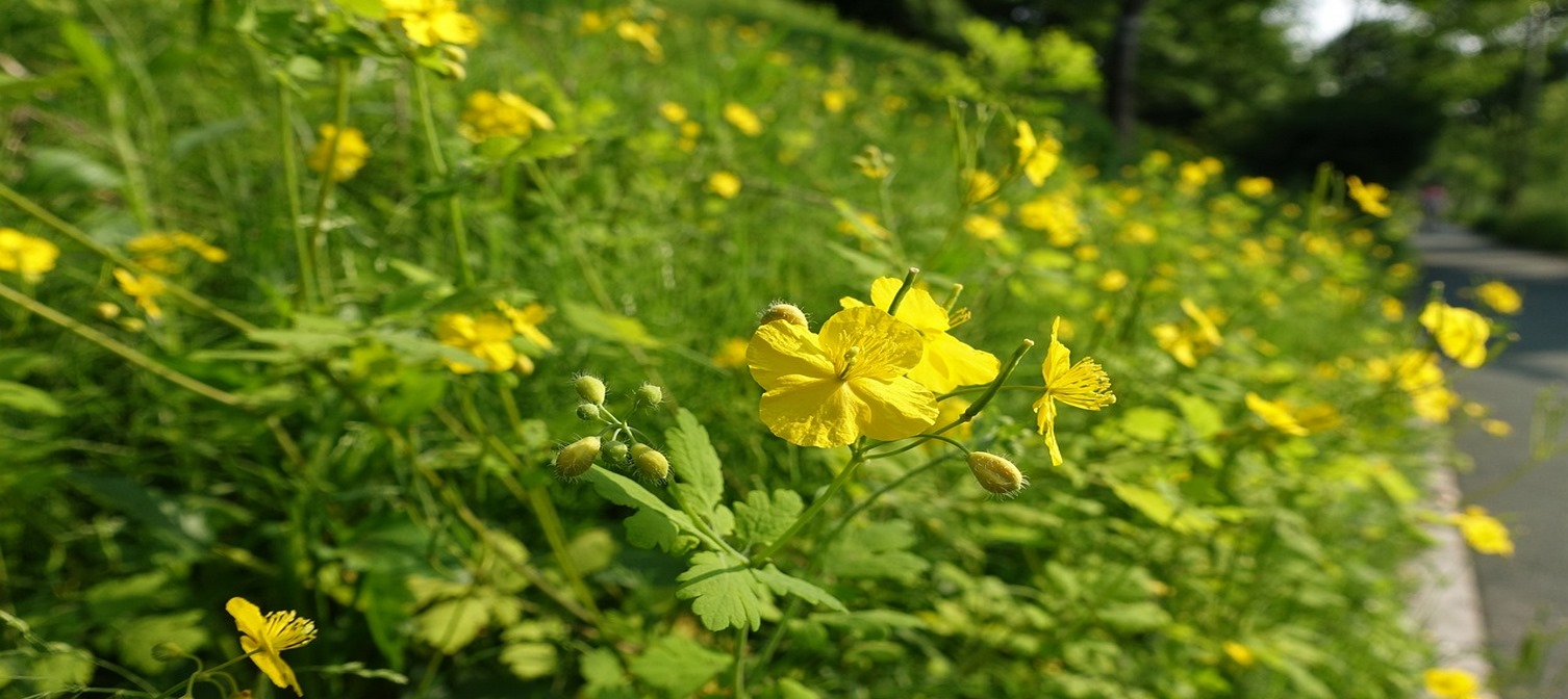 Glistnik jaskółcze ziele na zmiany skórne