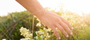 Podagrycznik pospolity - właściwości