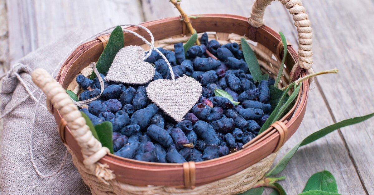 Jedzenie jagody kamczackiej może odmładać