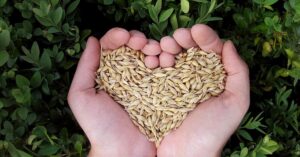 Ziarna - niedoceniony skarb