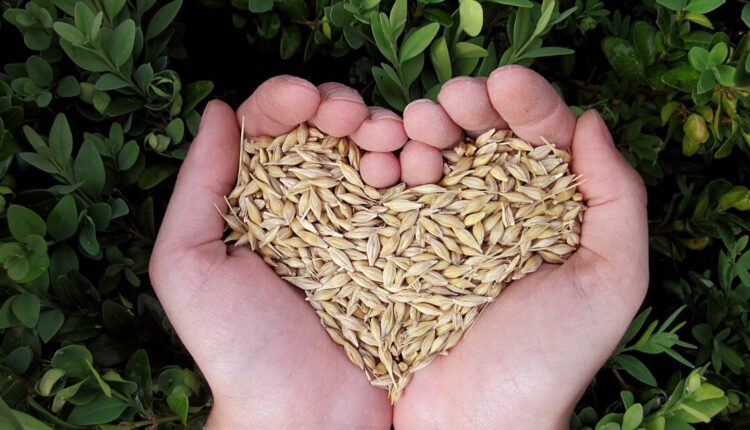Ziarna - niedoceniony skarb