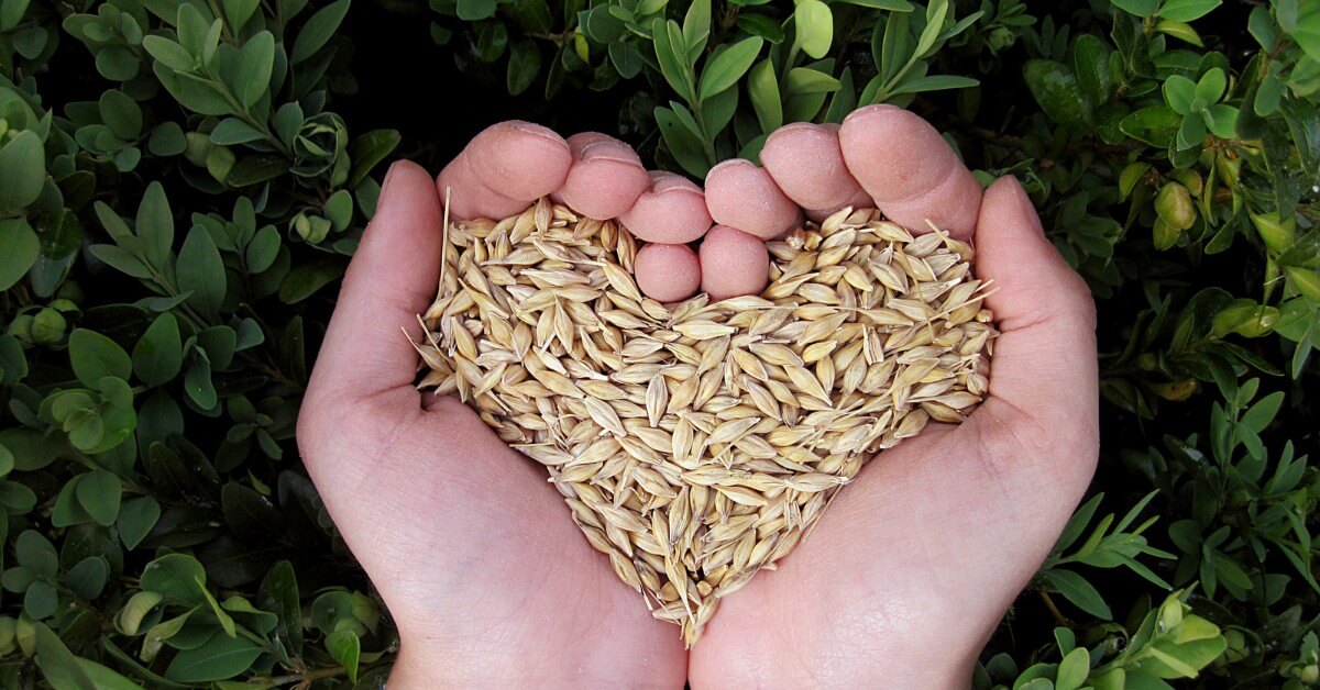 Ziarna - niedoceniony skarb