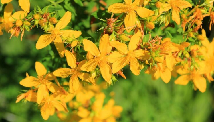 Dziurawiec - czy hamuje rozwój nowotworów?