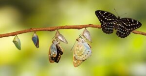 Transformacja emocji