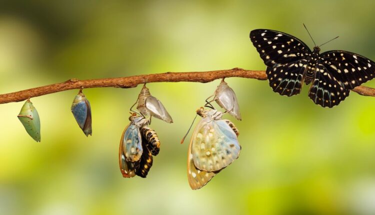 Transformacja emocji