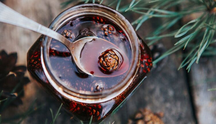 sosna i jej działanie prozdrowotne