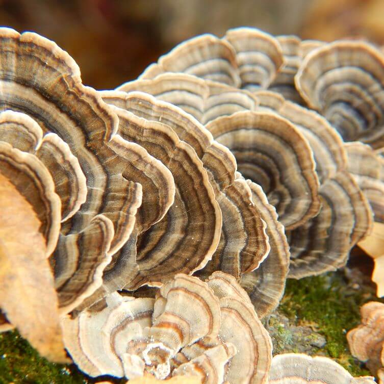 Grzyby adaptogenne - wrośniak różnobarwny lub inaczej ogon indyka