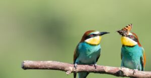 Ptaki dla poprawy nastroju