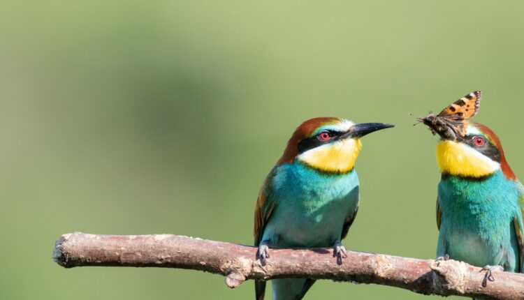 Ptaki dla poprawy nastroju