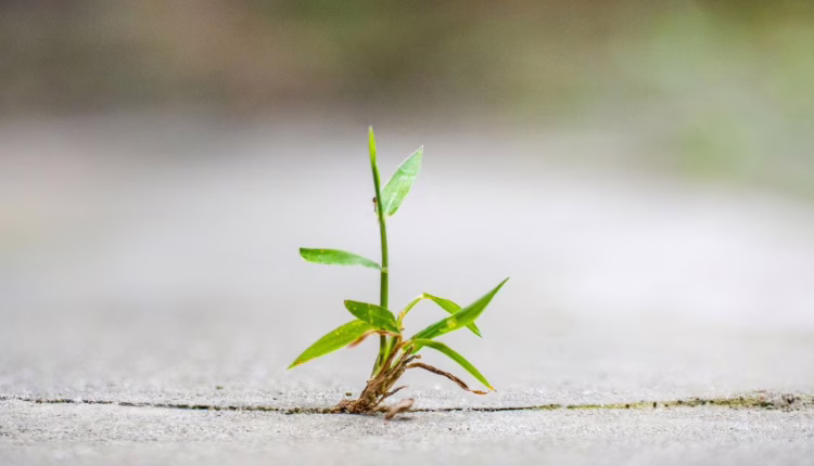 Jak budować odporność psychiczną?