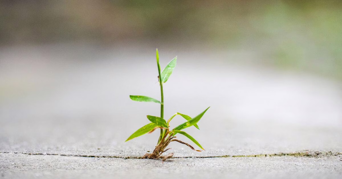 Jak budować odporność psychiczną?