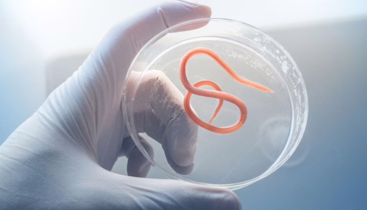 Jak można się ochronić przed pasożytami?