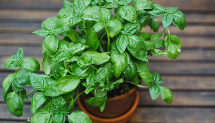 Bazylia jako lek na problemy trawienne i infekcje