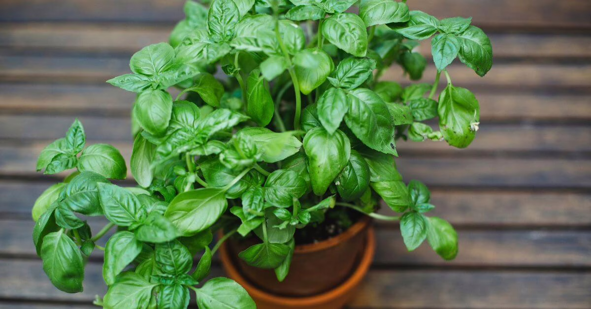 Bazylia jako lek na problemy trawienne i infekcje