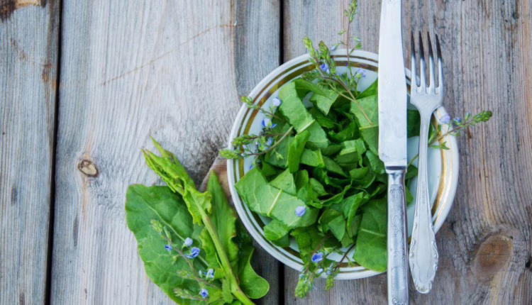 Dzikie rośliny na talerzu - jak je zjeść?
