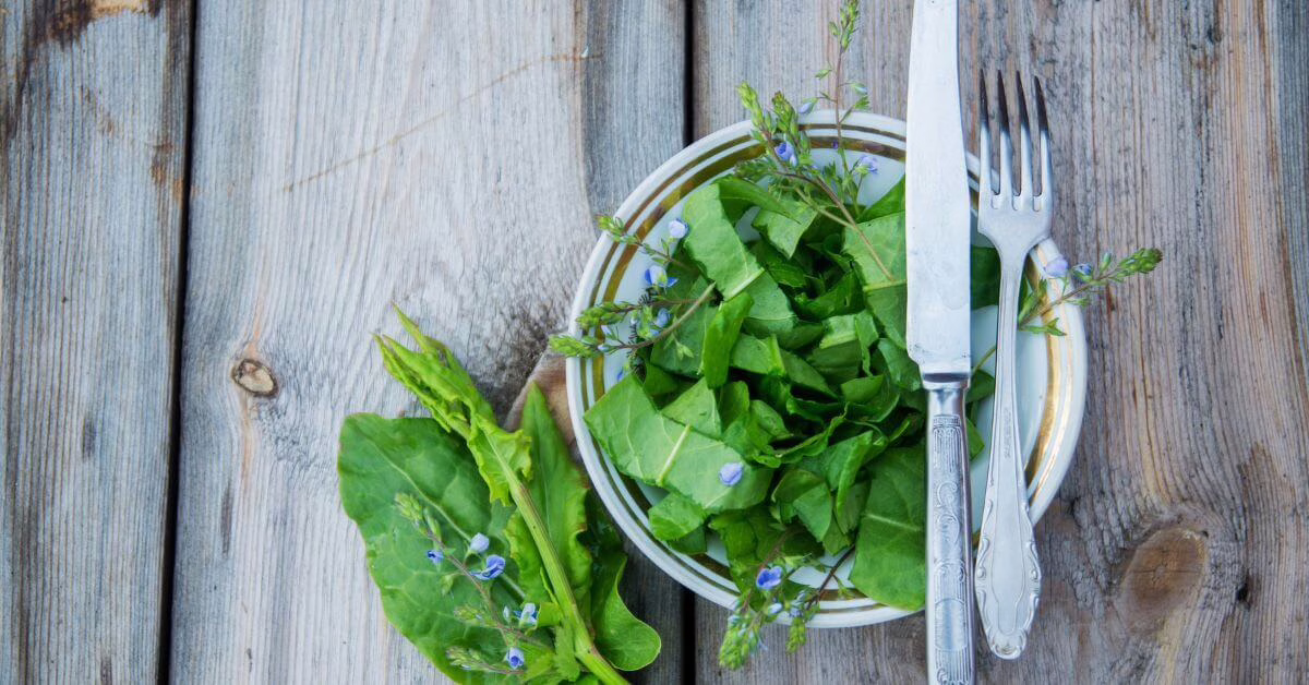 Dzikie rośliny na talerzu - jak je zjeść?