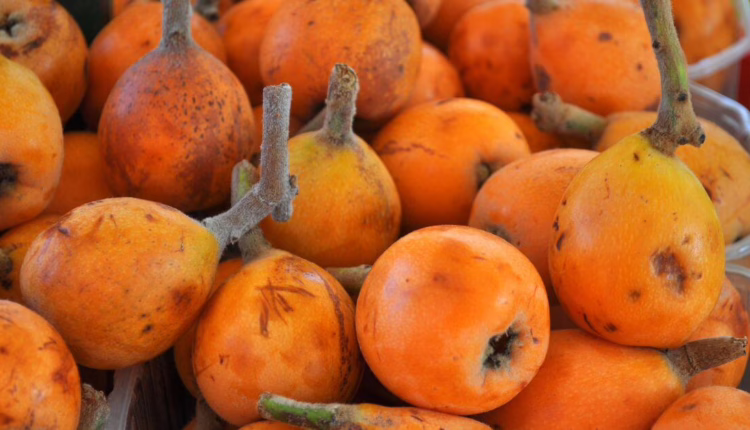 Nieszpułka zwyczajna – zapomniana roślina o dobroczynnym wpływie na zdrowie