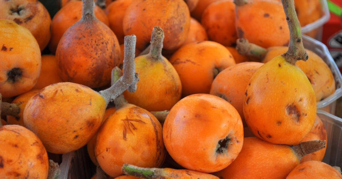 Nieszpułka zwyczajna – zapomniana roślina o dobroczynnym wpływie na zdrowie