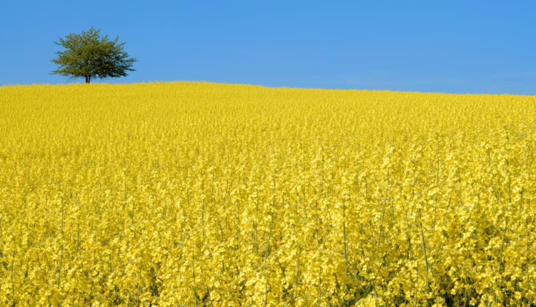 Rzepak – roślina pełna zdrowotnych właściwości