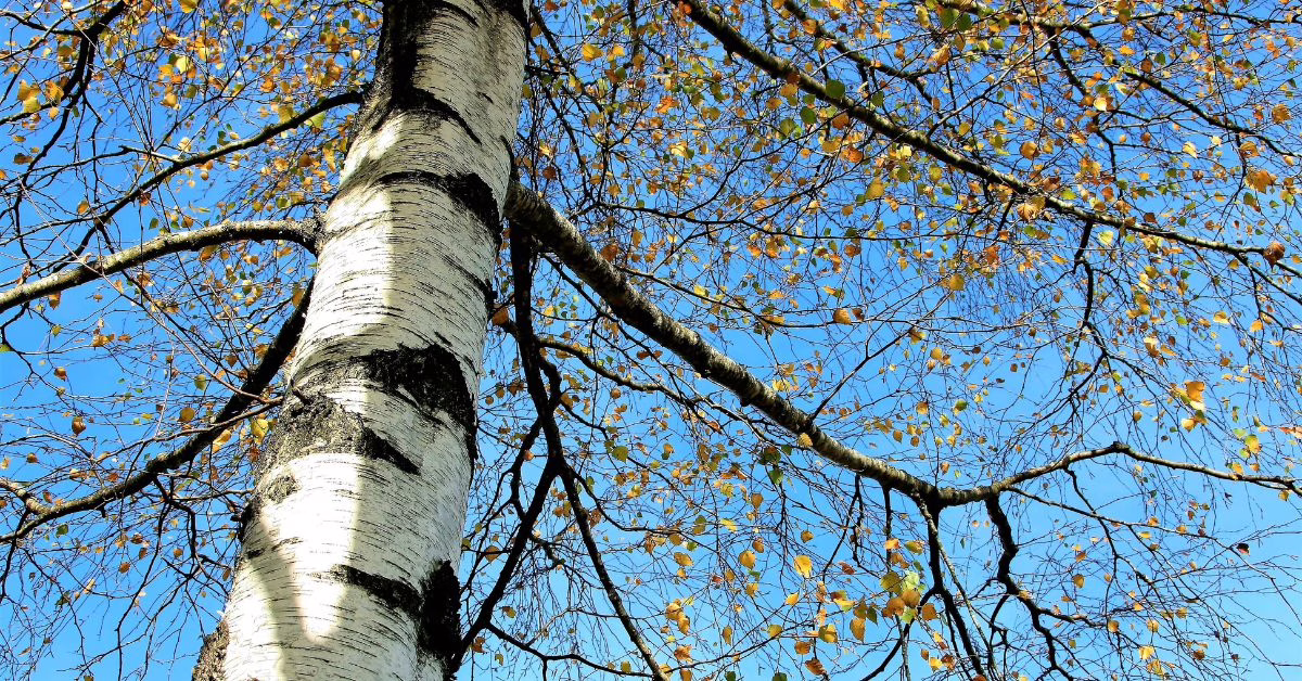 Jak brzoza może pomóc w zachowaniu zdrowia?