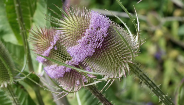 Szczeć pospolita może wspomóc leczenie reumatyzmu