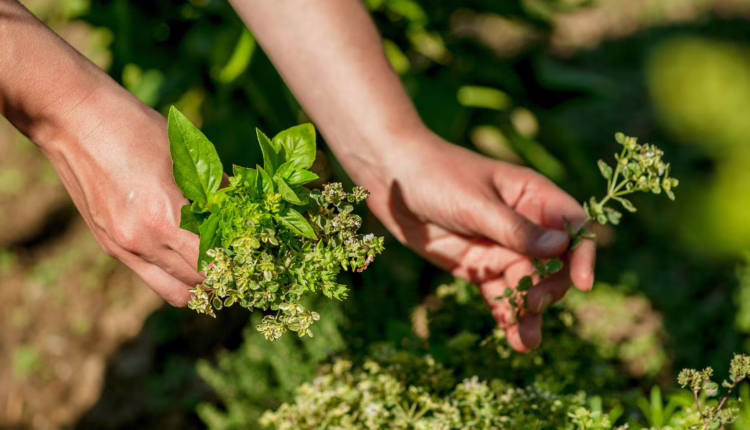 kalendarz zielarski - jak zbierać zioła?