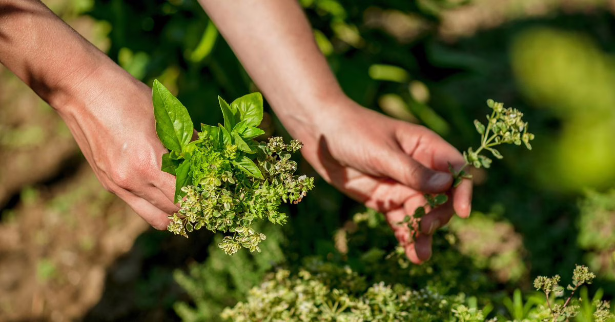 kalendarz zielarski - jak zbierać zioła?