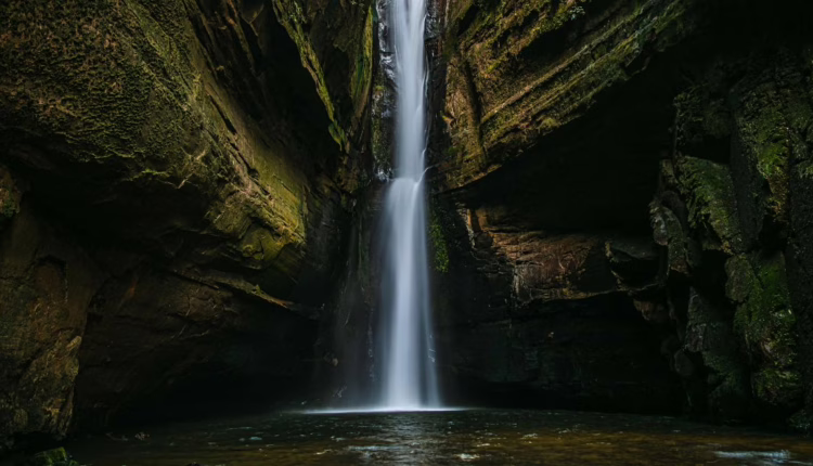 Prawoda - psychobiologia