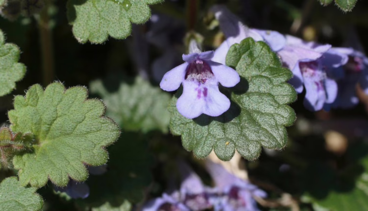 jasnota purpurowa a bluszczyk kurdybanek
