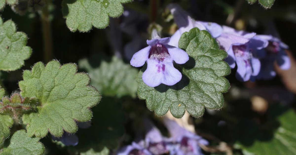 jasnota purpurowa a bluszczyk kurdybanek