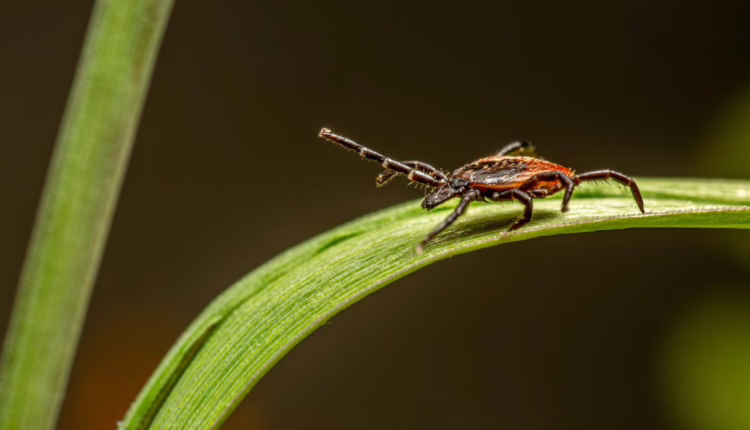 jak zapobiegać boreliozie