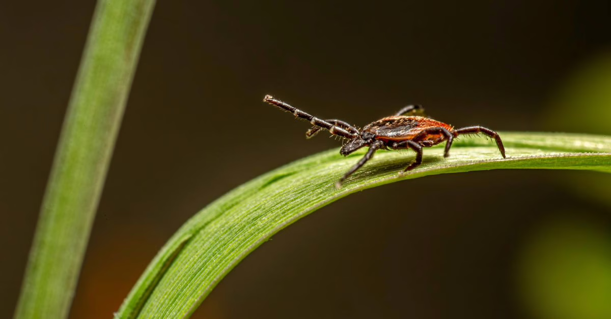 jak zapobiegać boreliozie