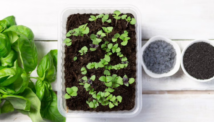 starożytny superfood: nasiona słodkiej bazylii