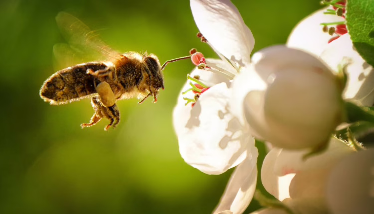 pyłek pszczeli na co stosować