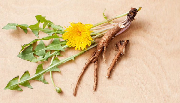 jakie zastosowani ma mniszek lekarki