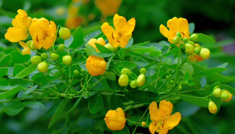 fakty i mity na temat senesu