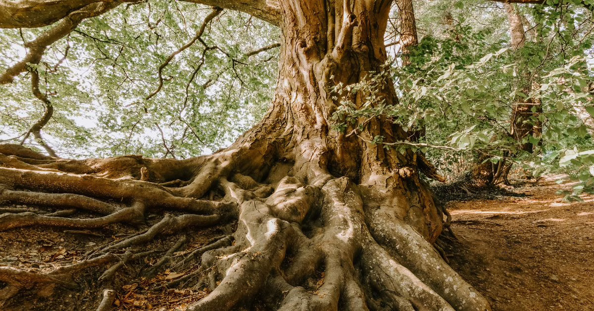 z czego składa się koncepcja longevity